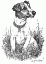 bwjackrusslet.gif